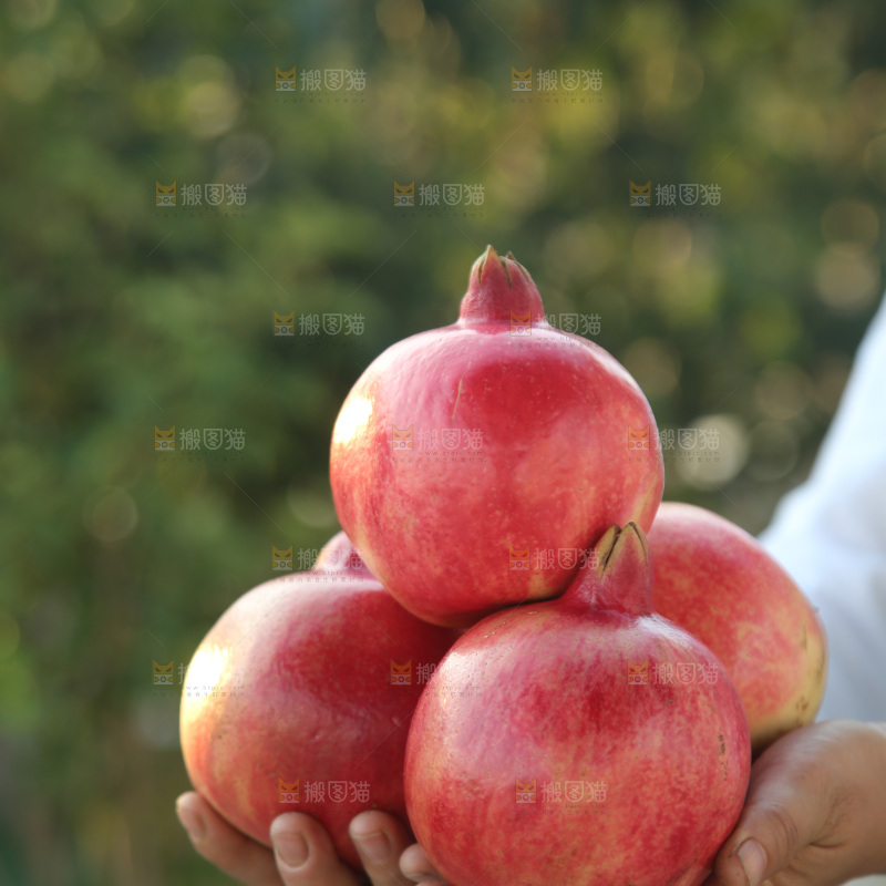 酸石榴