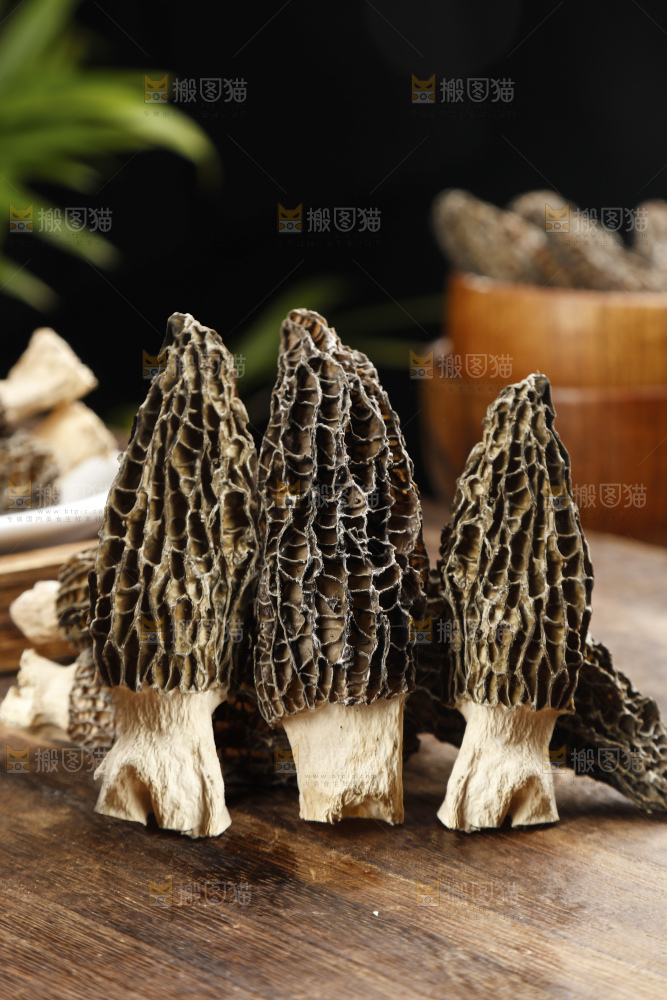 羊肚菌