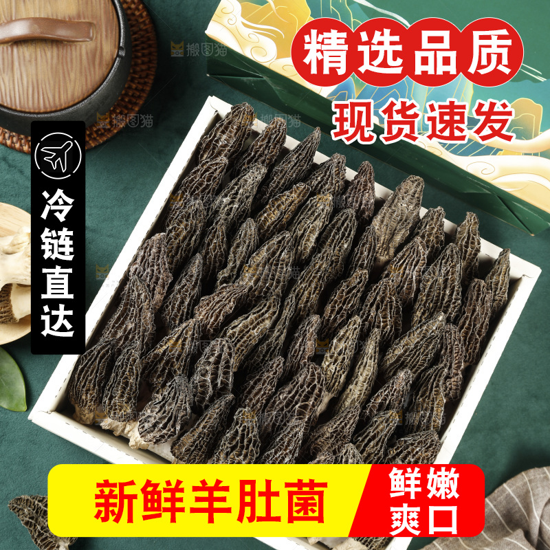 羊肚菌