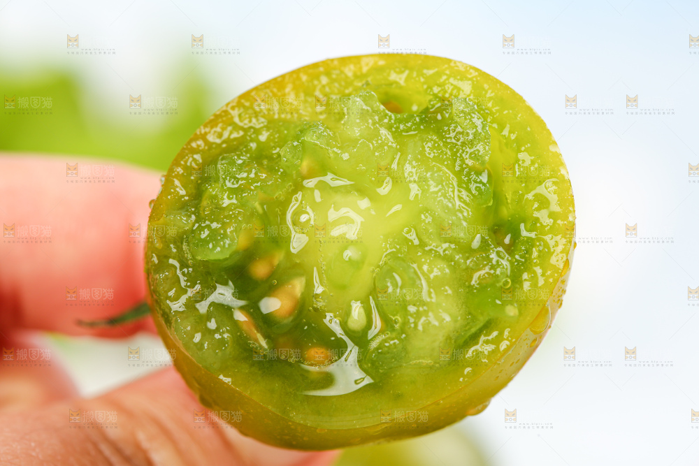 青口蜜小番茄