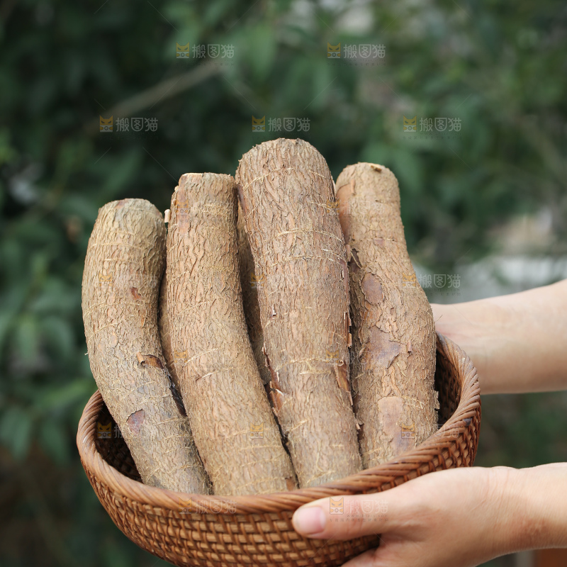 木薯