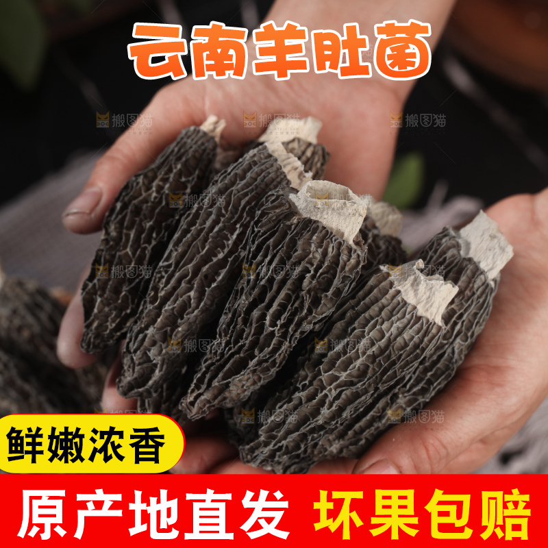 羊肚菌
