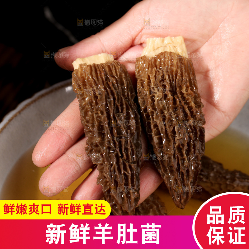羊肚菌