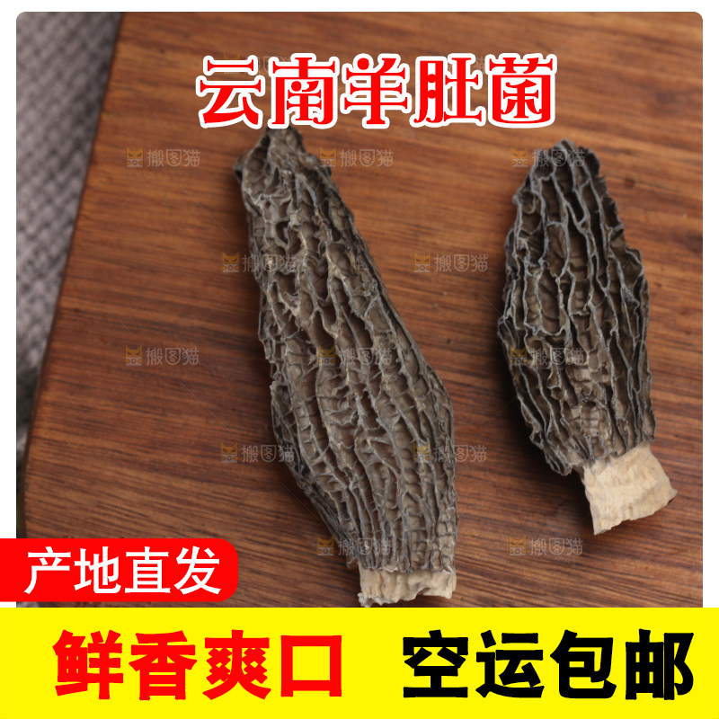 羊肚菌