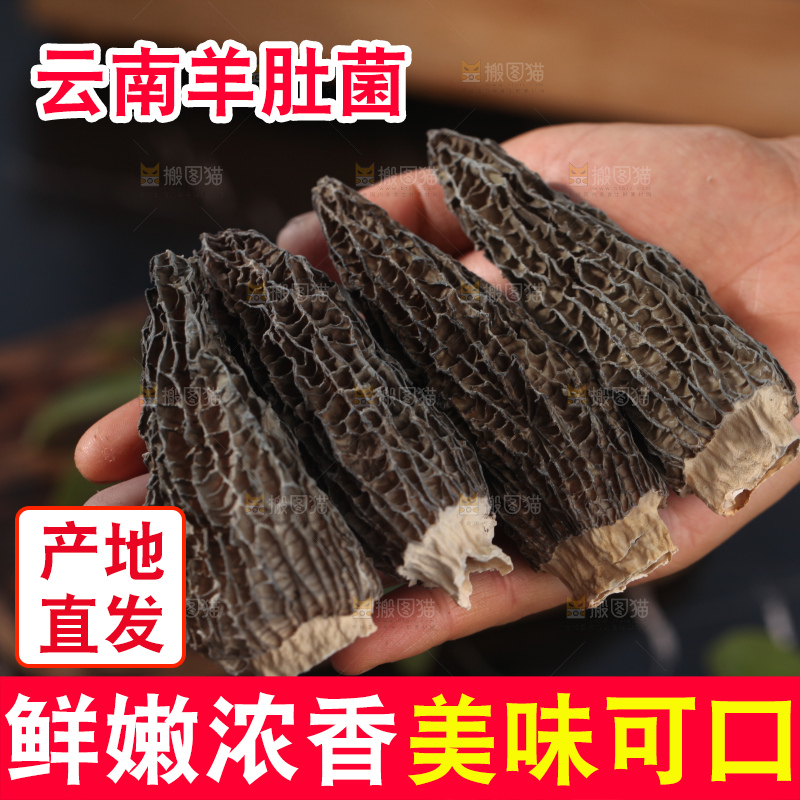 羊肚菌