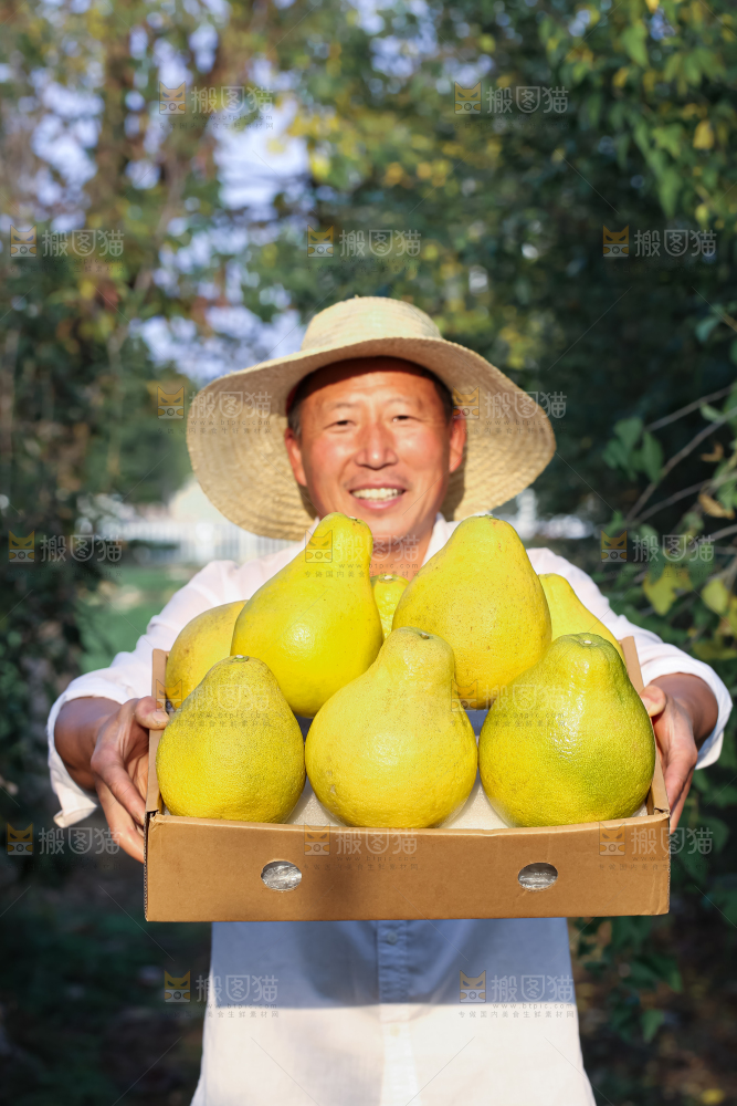 沙田柚