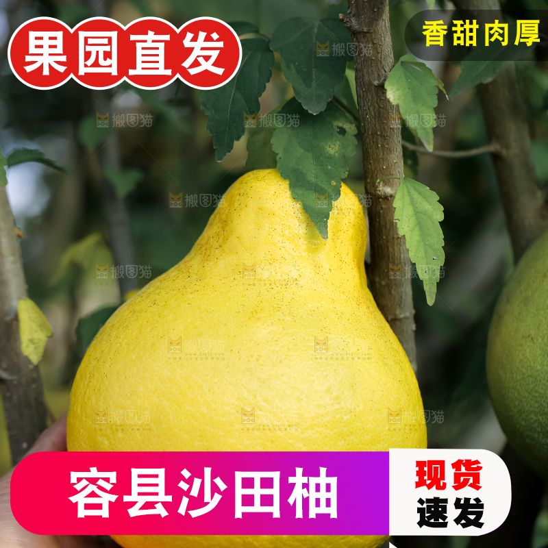 沙田柚