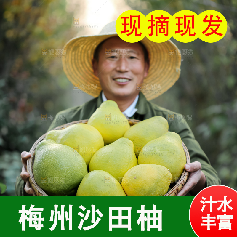 沙田柚