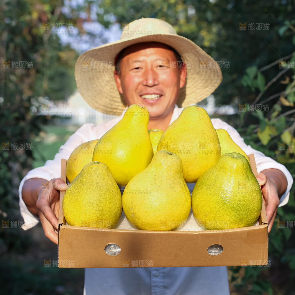 沙田柚