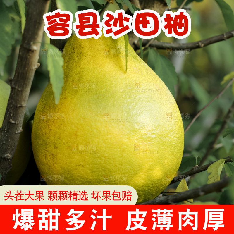 沙田柚