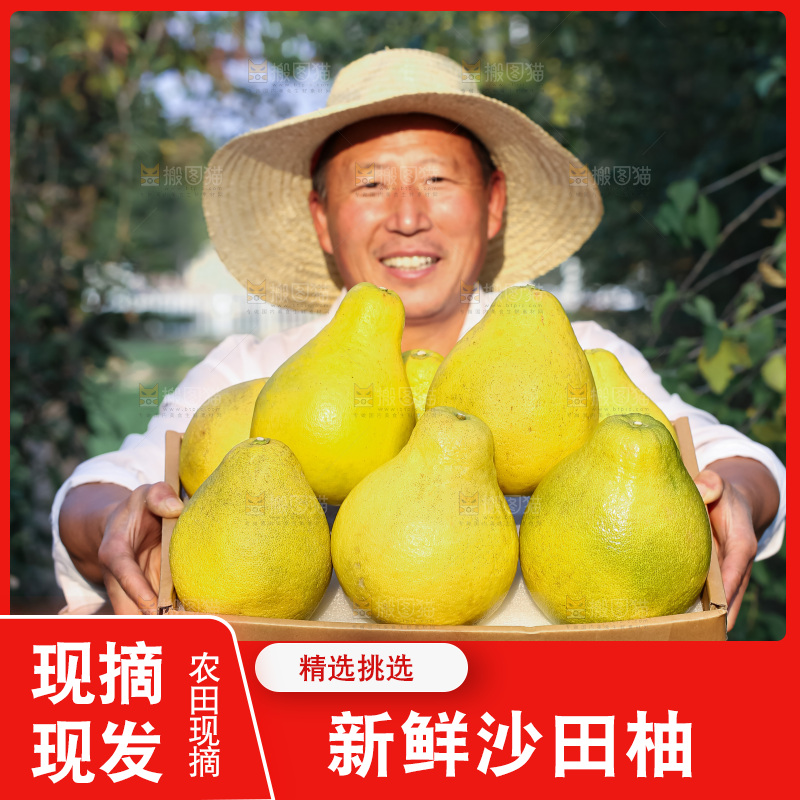 沙田柚