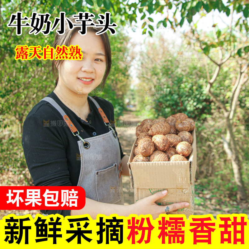 牛奶小芋头