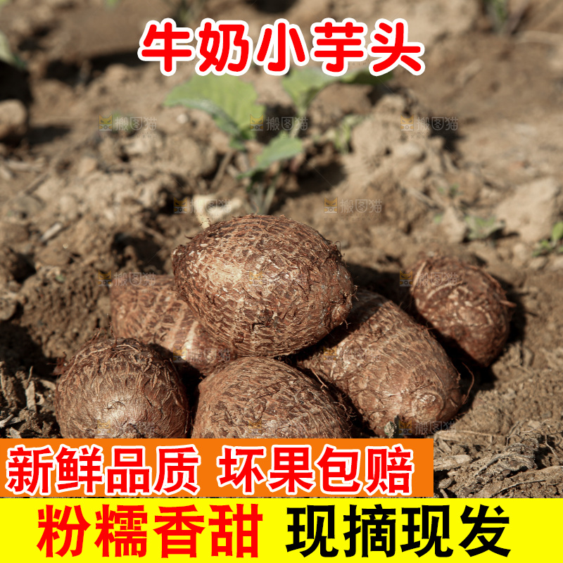 牛奶小芋头