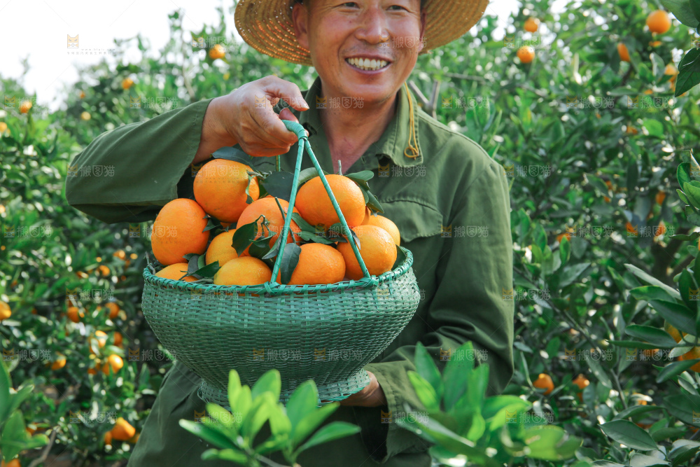 爱媛果冻橙