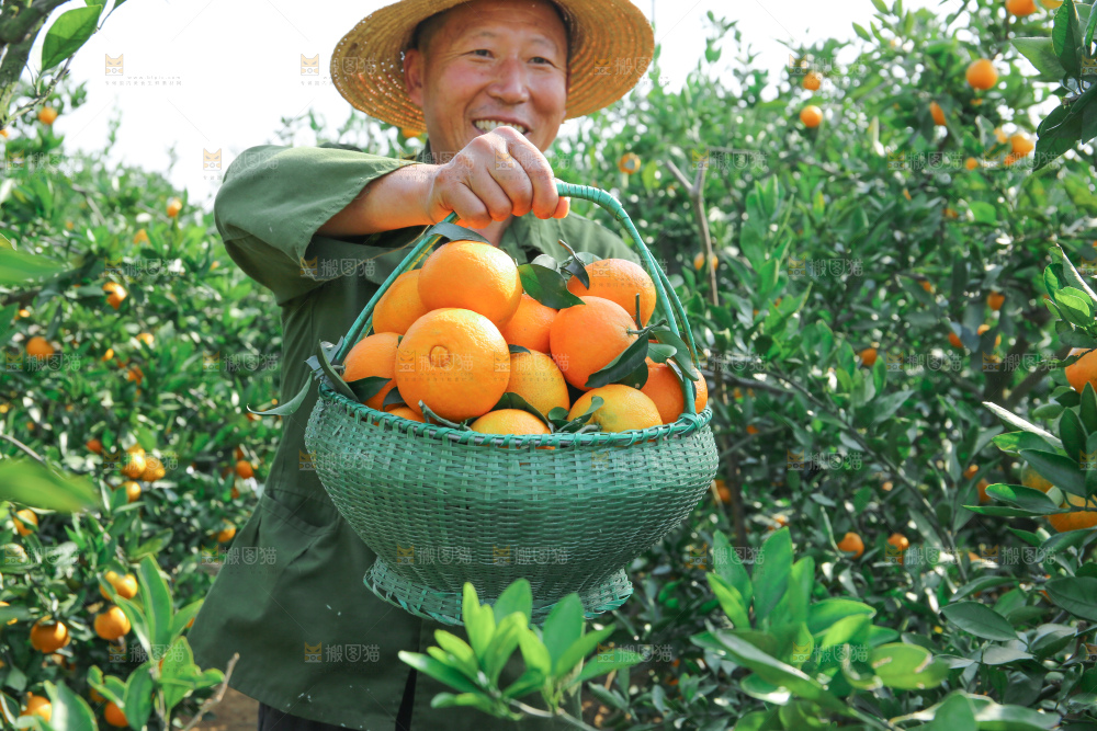 爱媛果冻橙