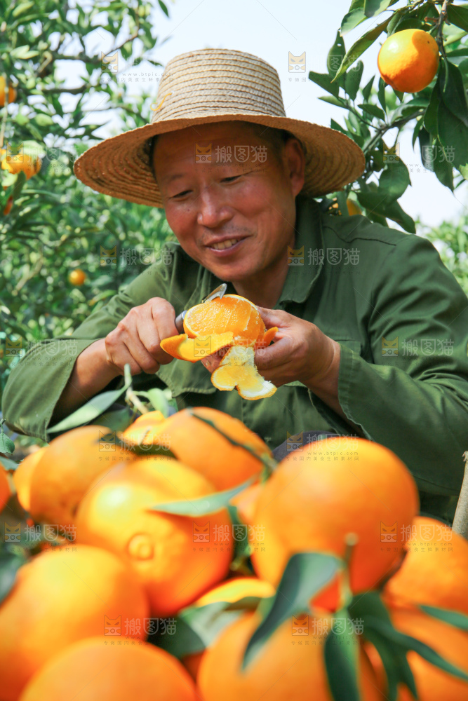 爱媛果冻橙
