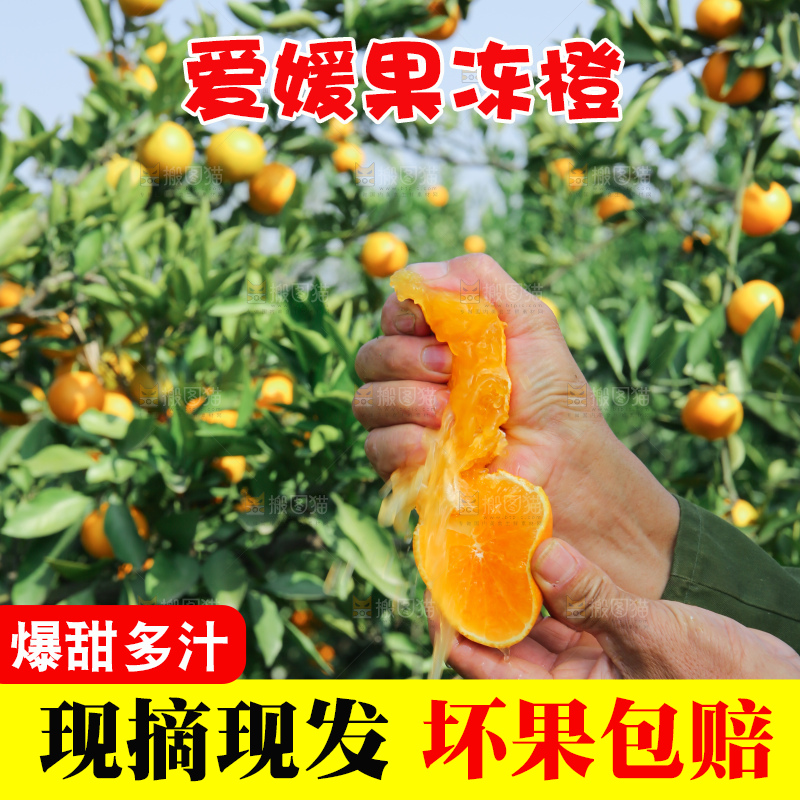 爱媛果冻橙
