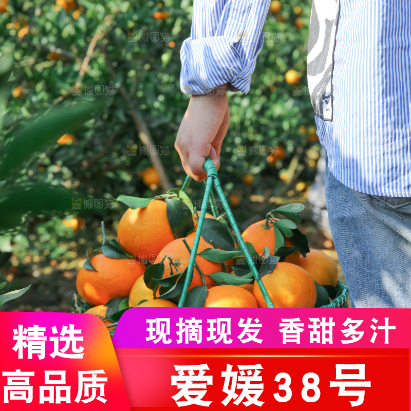 爱媛果冻橙