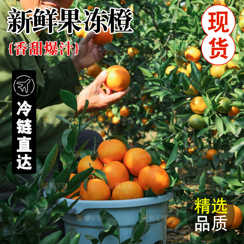 爱媛果冻橙