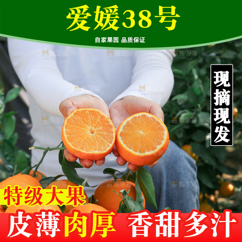 爱媛果冻橙