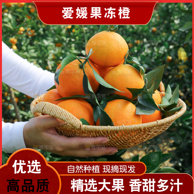 爱媛果冻橙