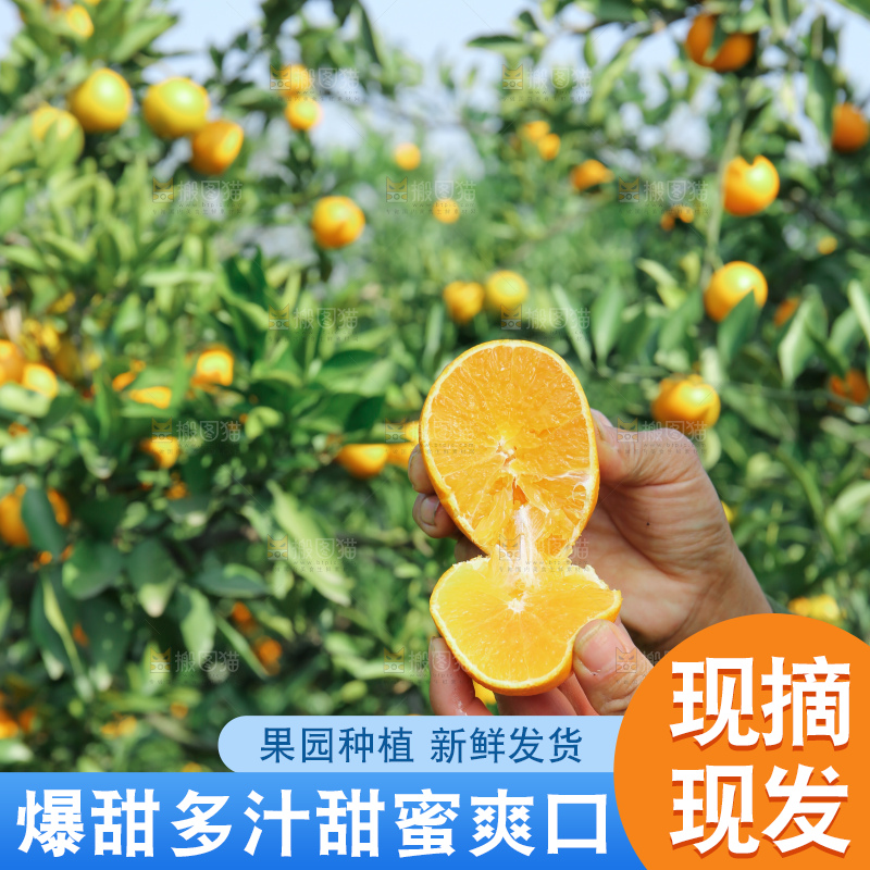 爱媛果冻橙