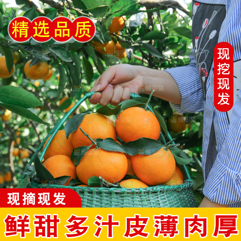 爱媛果冻橙