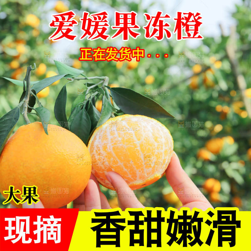 爱媛果冻橙