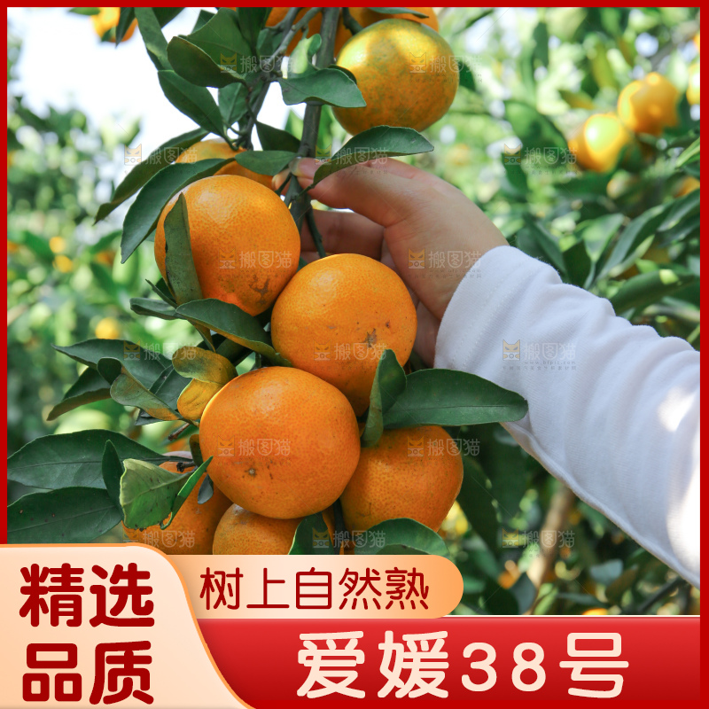 爱媛果冻橙