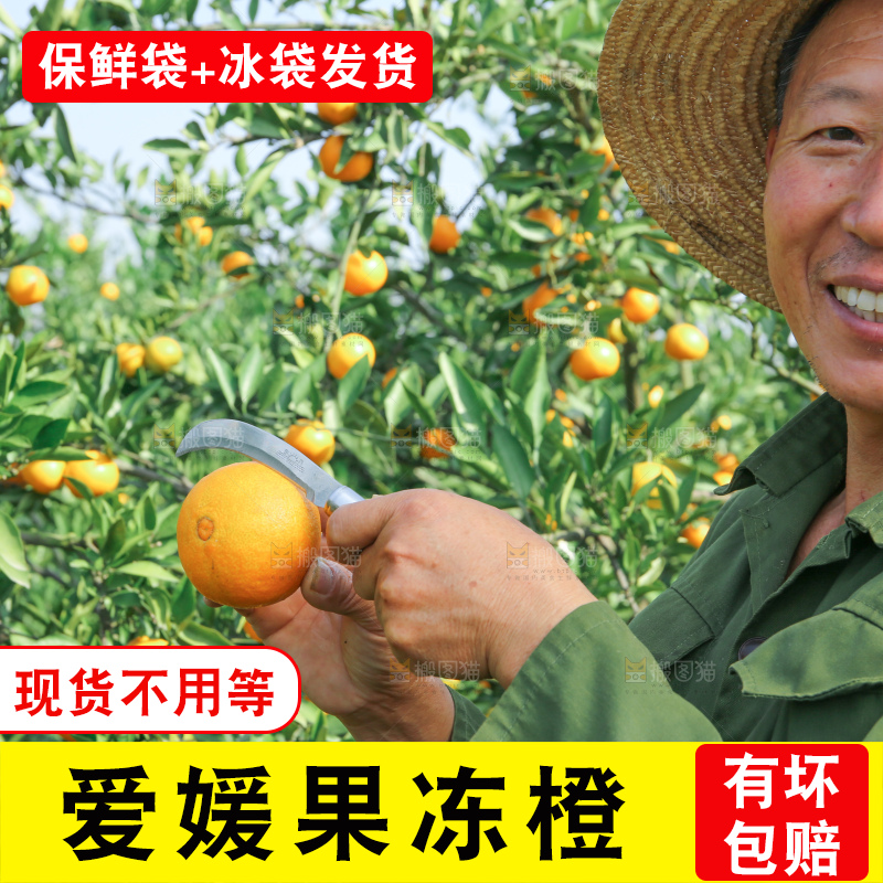 爱媛果冻橙