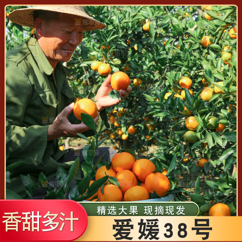 爱媛果冻橙