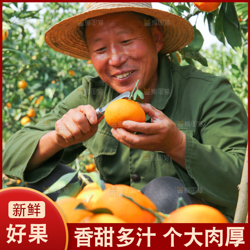 爱媛果冻橙