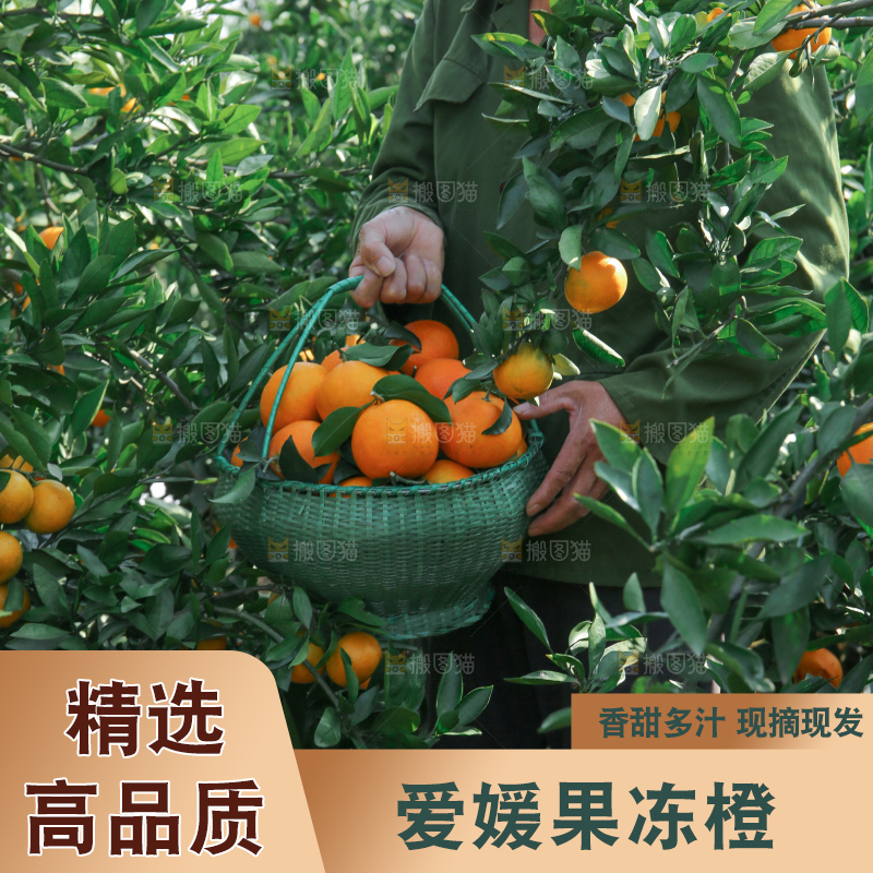 爱媛果冻橙