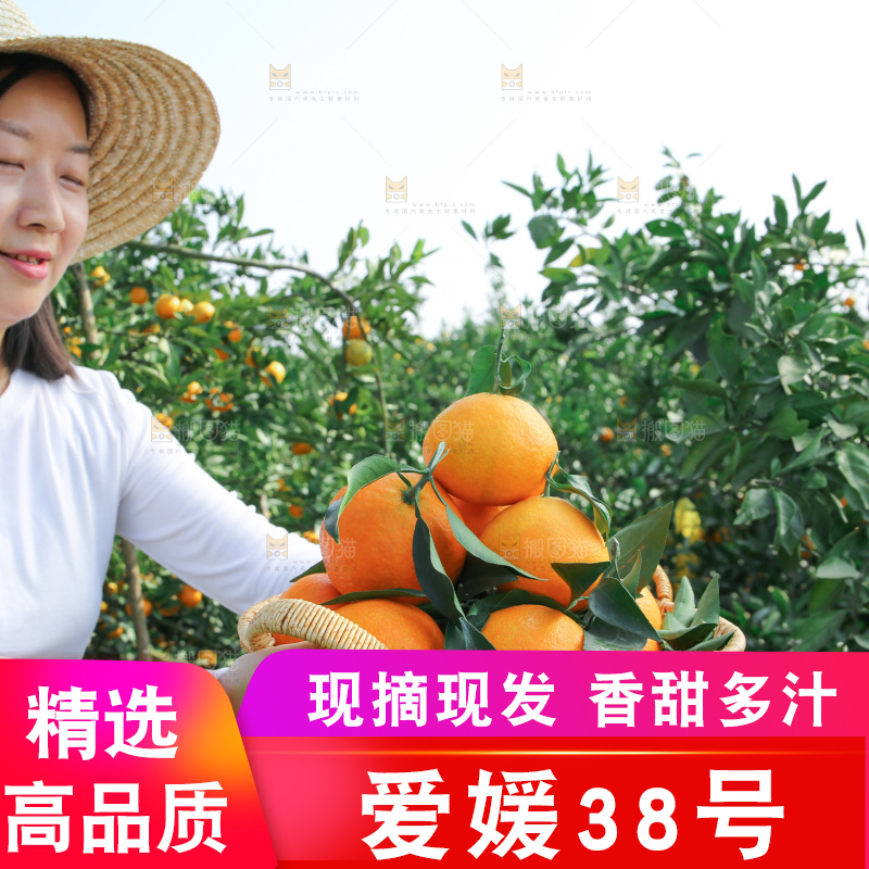爱媛果冻橙