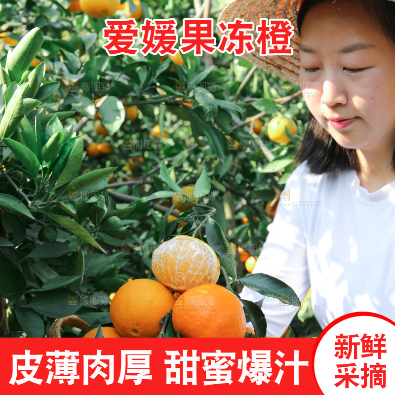 爱媛果冻橙