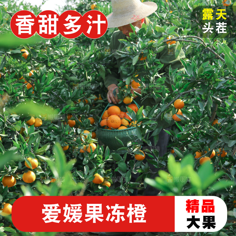 爱媛果冻橙