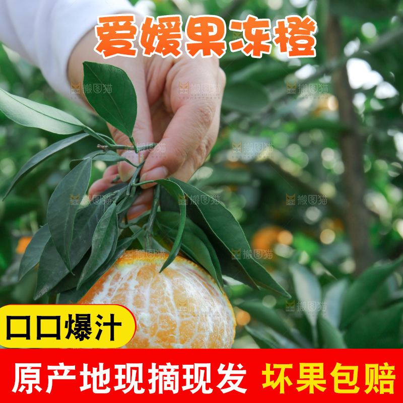 爱媛果冻橙