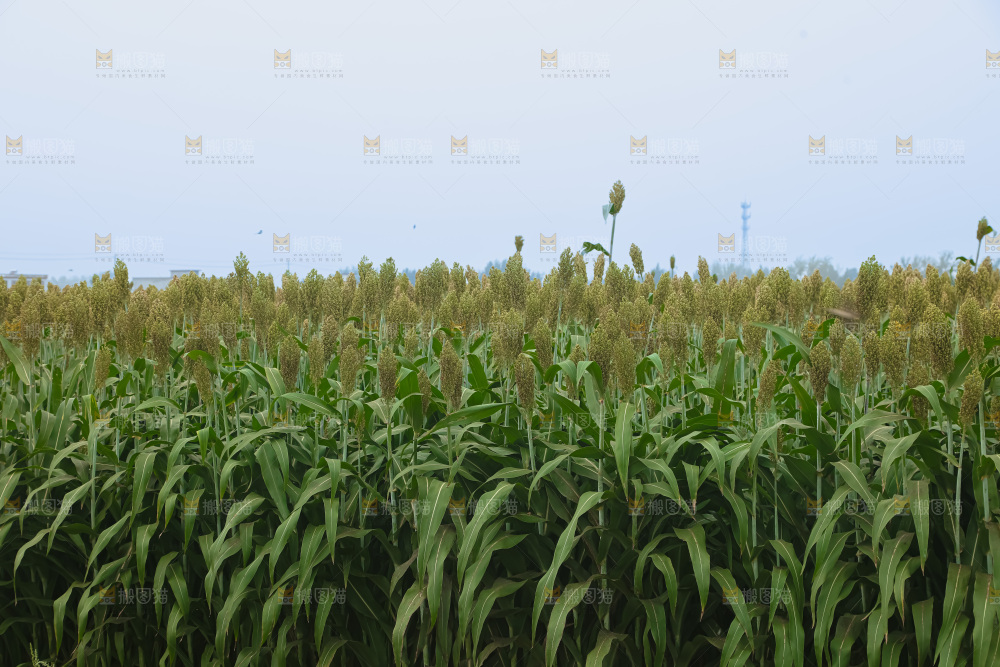 高粱地