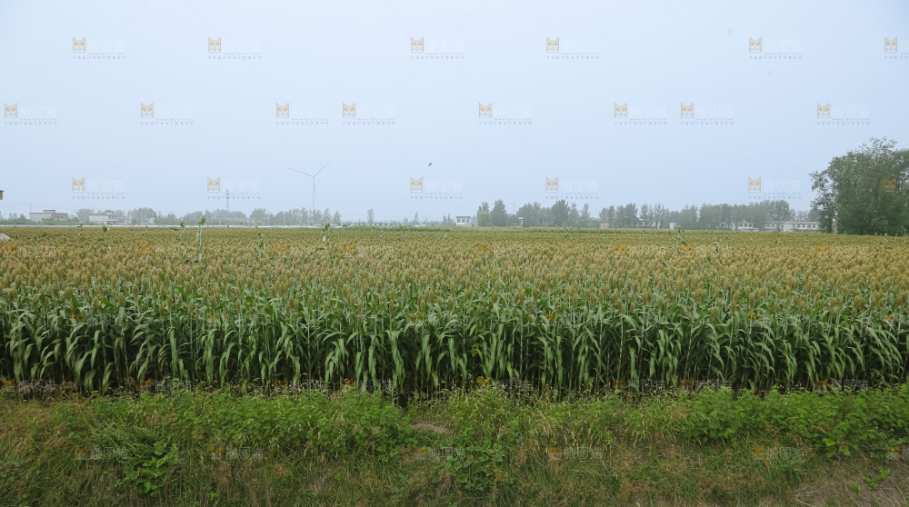 高粱地
