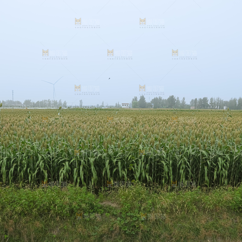 高粱地
