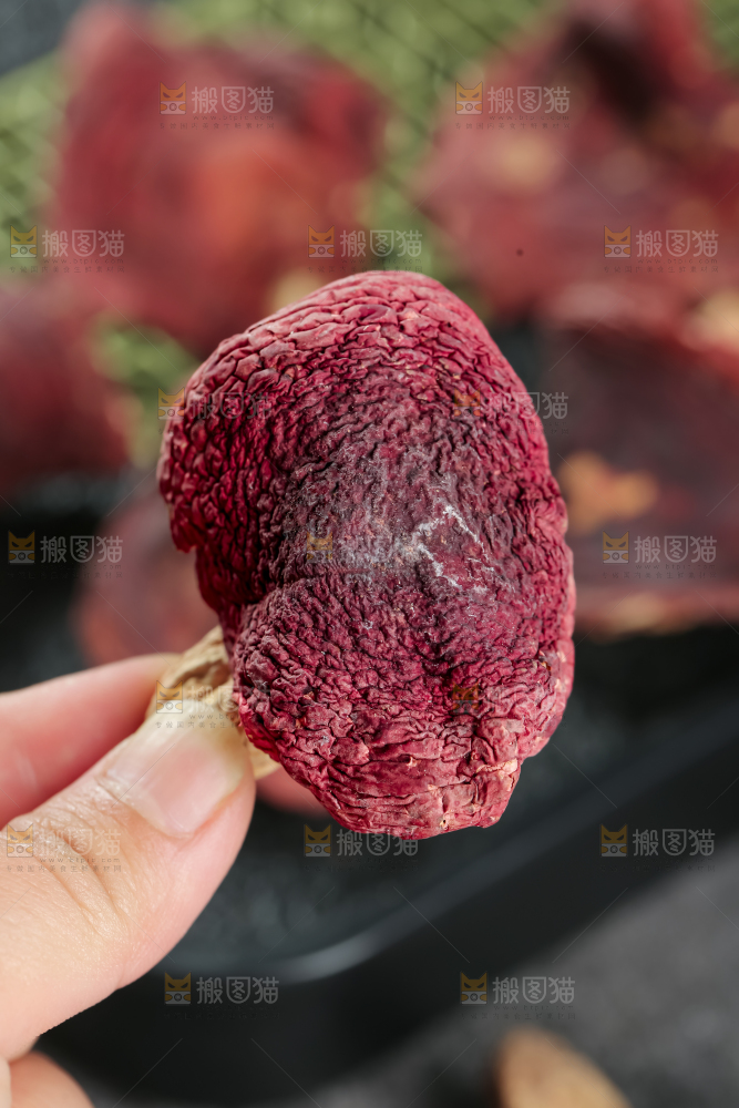 红菇