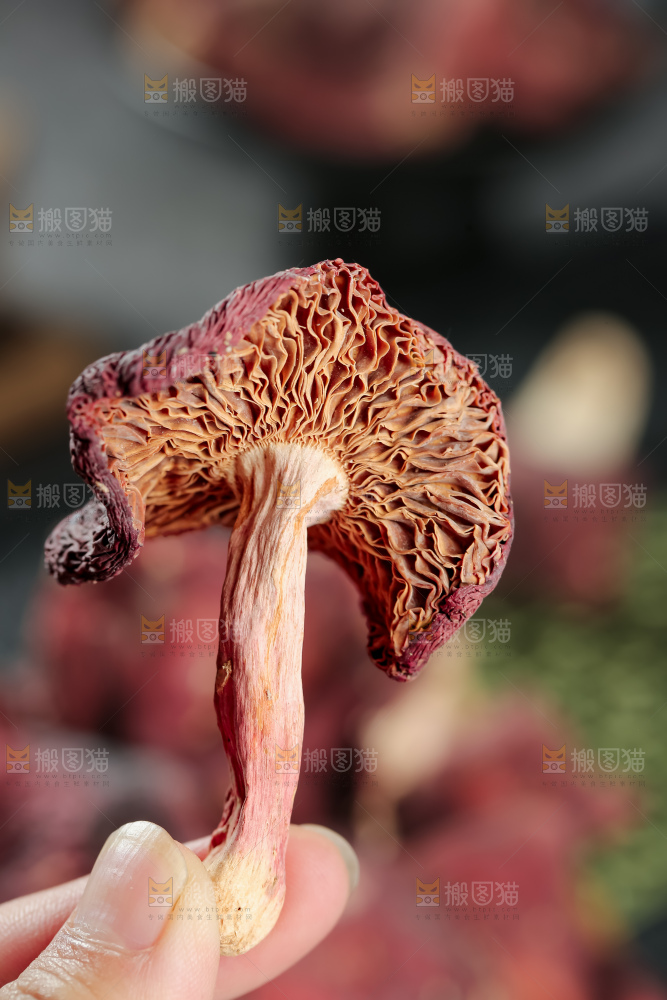 红菇