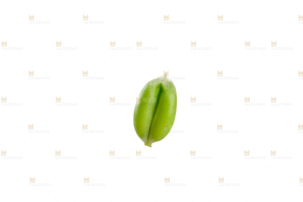 青麦仁