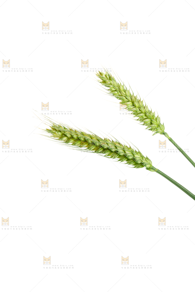 青麦仁