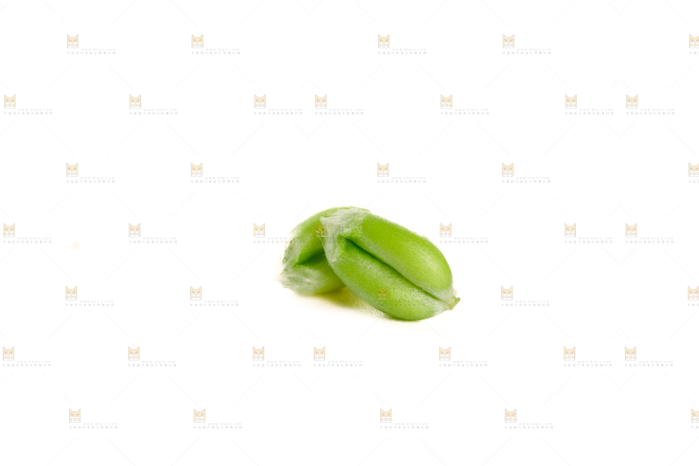 青麦仁