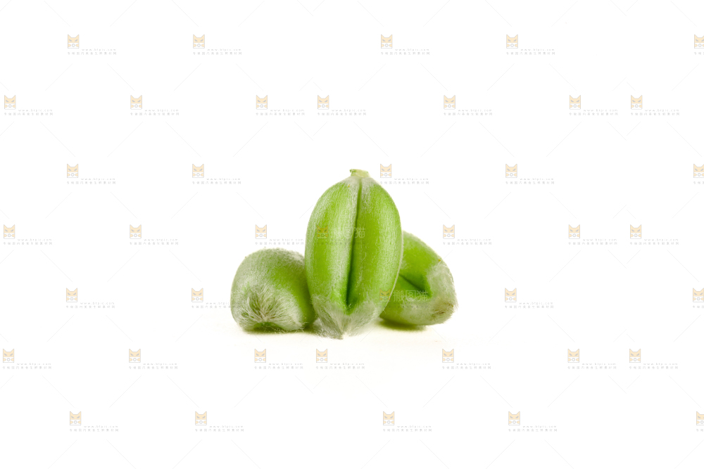 青麦仁