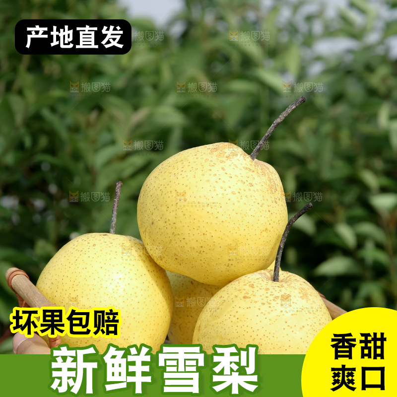 雪梨