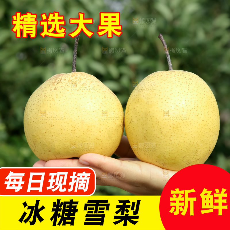 雪梨