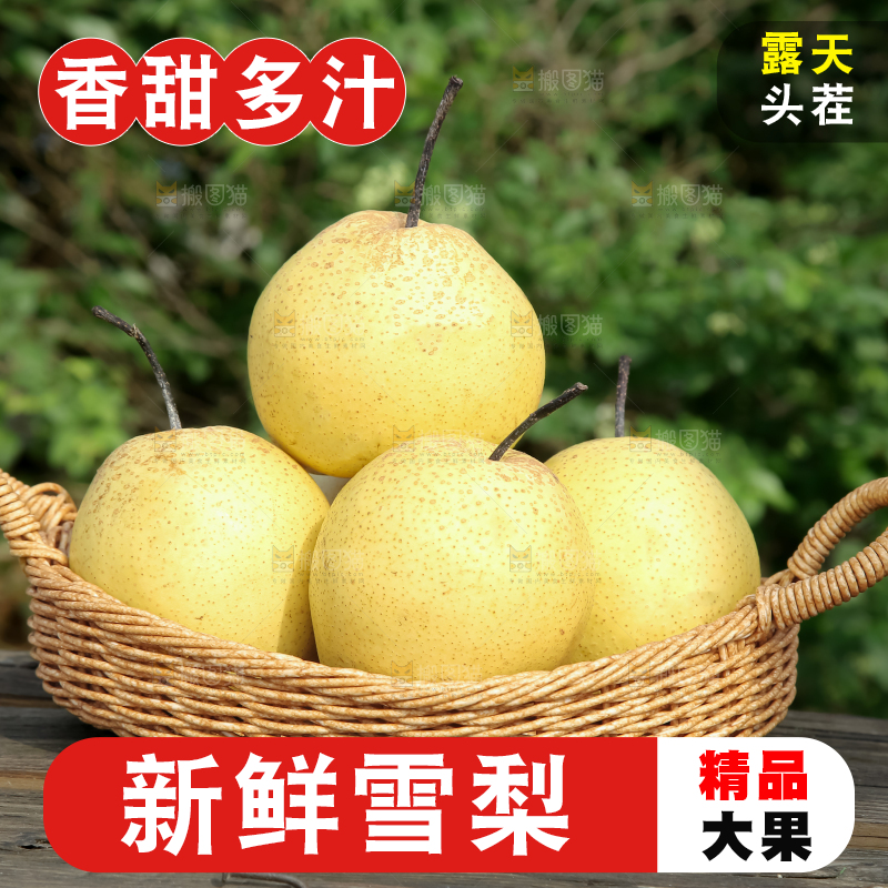 雪梨