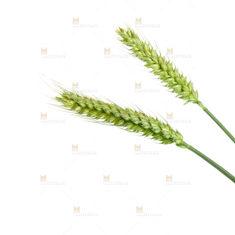 青麦仁